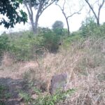 terreno el tigre calapa1