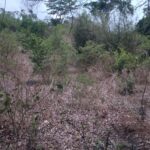 terreno el tigre calapa2